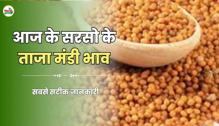 sarso ke bhav 09 may 2023