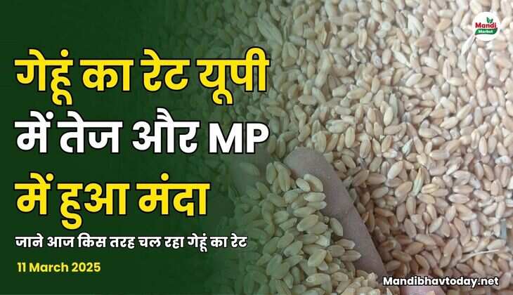  गेहूं का रेट