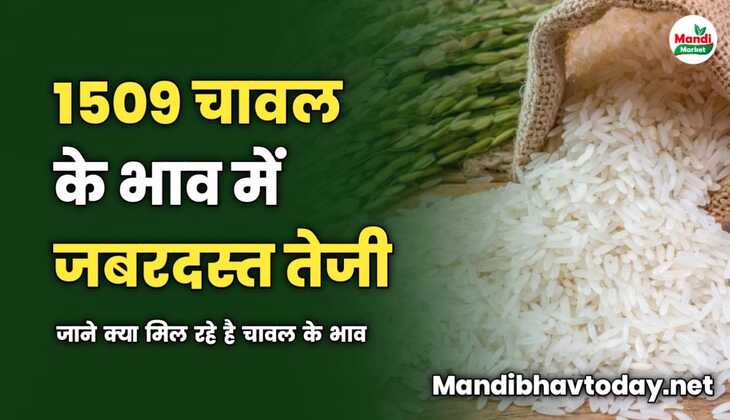 आज 1509 चावल के भाव में जबरदस्त तेजी | जाने क्या मिल रहे है चावल के भाव 