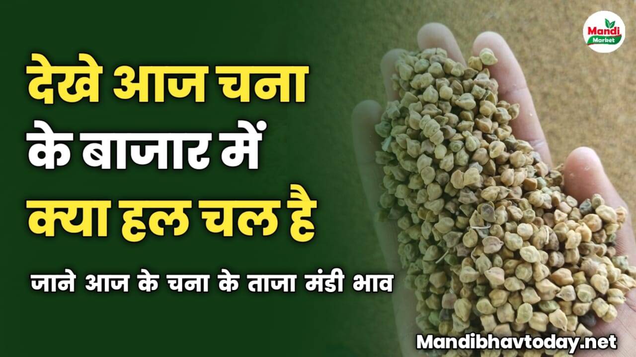देखे आज चना के बाजार में क्या हल चल है | जाने आज के चना के ताजा मंडी भाव