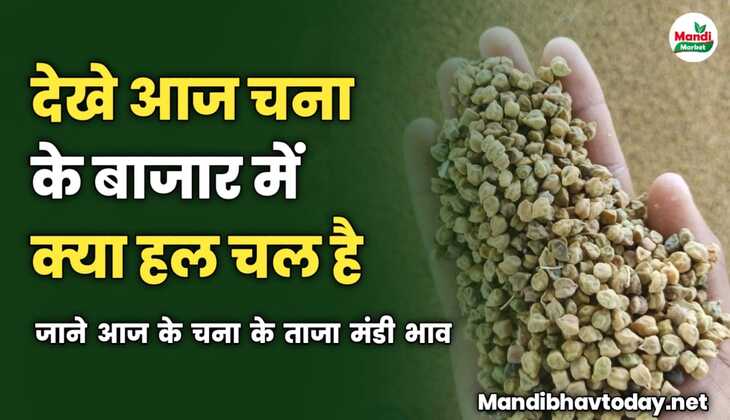 देखे आज चना के बाजार में क्या हल चल है | जाने आज के चना के ताजा मंडी भाव 