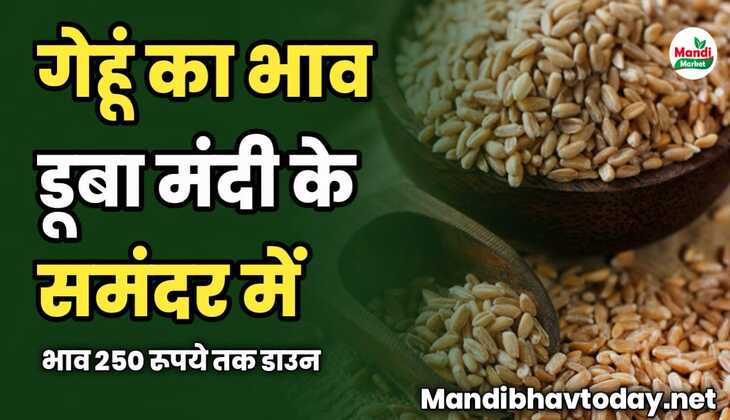 गेहूं का भाव डूबा मंदी के समंदर में | भाव 250 रूपये तक डाउन 