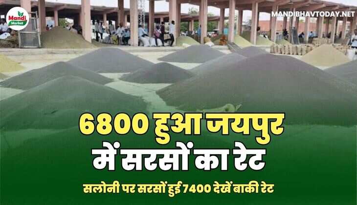 सलोनी पर सरसों हुई 7400 देखें बाकी रेट