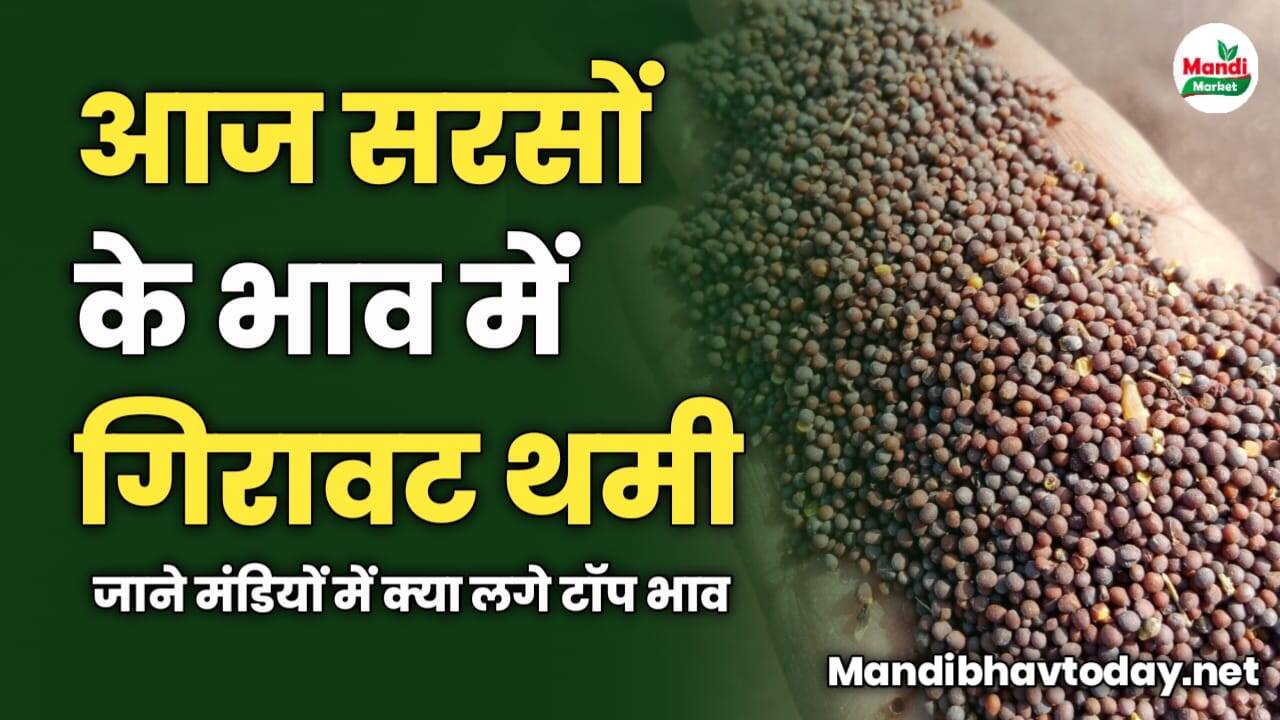 आज सरसों के भाव में गिरावट थमी | जाने मंडियों में क्या लगे टॉप भाव