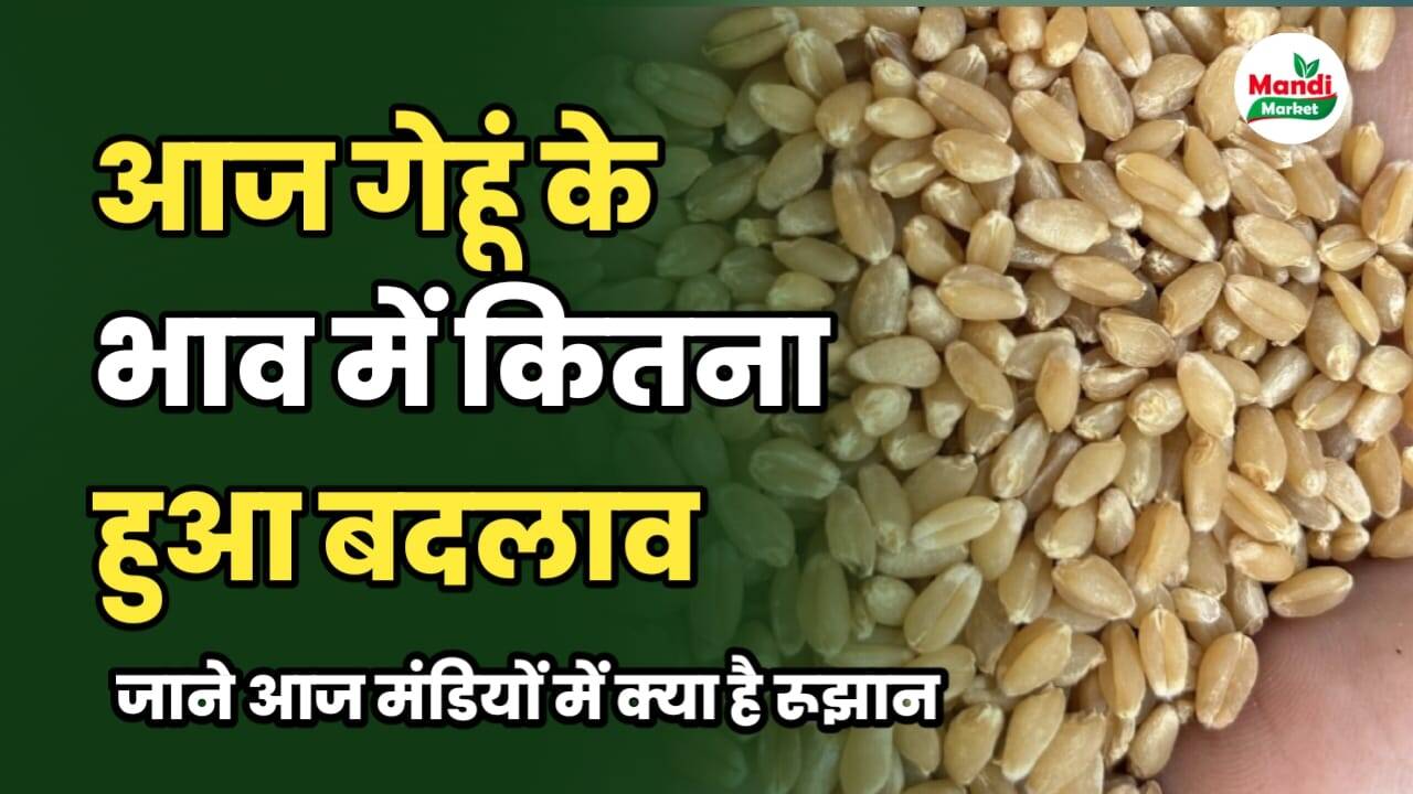 गेहूं का बाजार चला बदलाव की तरफ | जाने आज मंडियों में क्या है रूझान