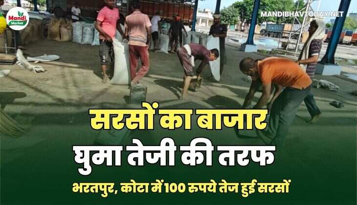 सरसों का बाजार घुमा तेजी की तरफ | भरतपुर, कोटा में 100 रुपये तेज हुई सरसों