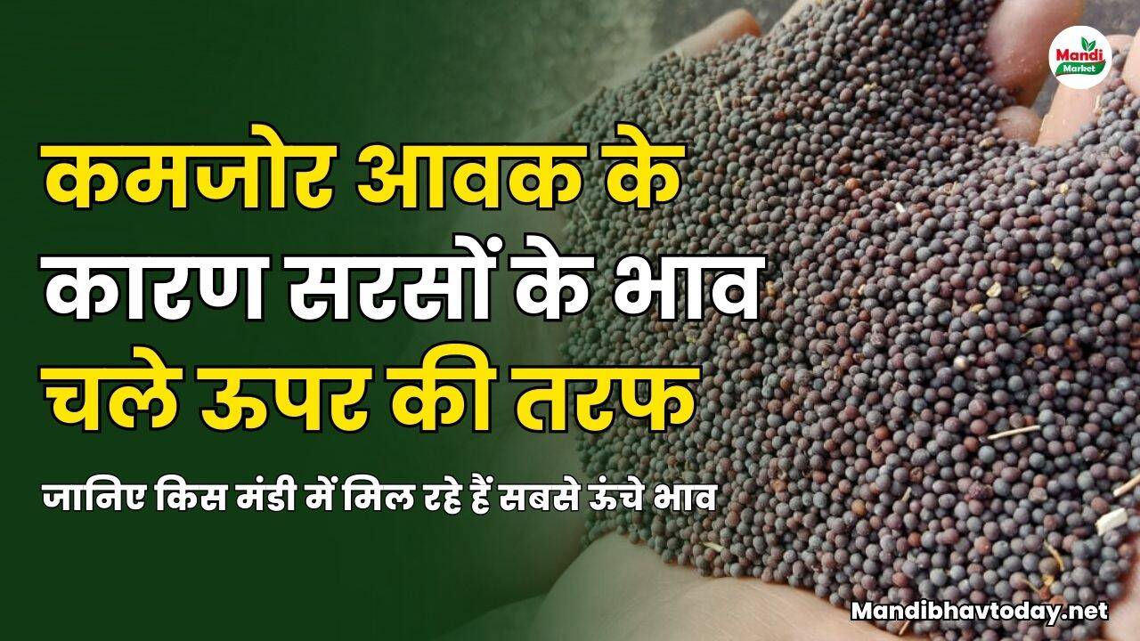 जानिए किस मंडी में मिल रहे हैं सबसे ऊंचे भाव