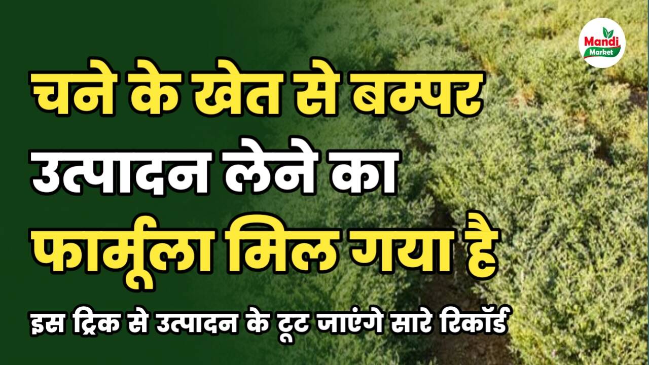 चने की उन्नत खेती 