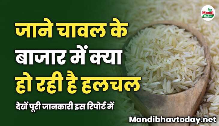 चावल के बाजार में क्या हो रही है हलचल | देखें इस रिपोर्ट में
