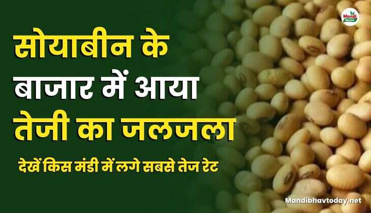  देखें किस मंडी में लगे सबसे तेज रेट