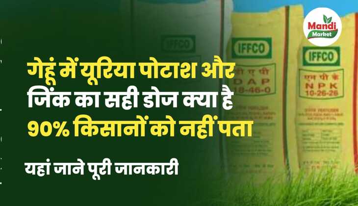 गेहूं में यूरिया, पोटाश और जिंक का सही डोज क्या है | 90% किसानों को नहीं पता | यहां जानें पूरी जानकारी