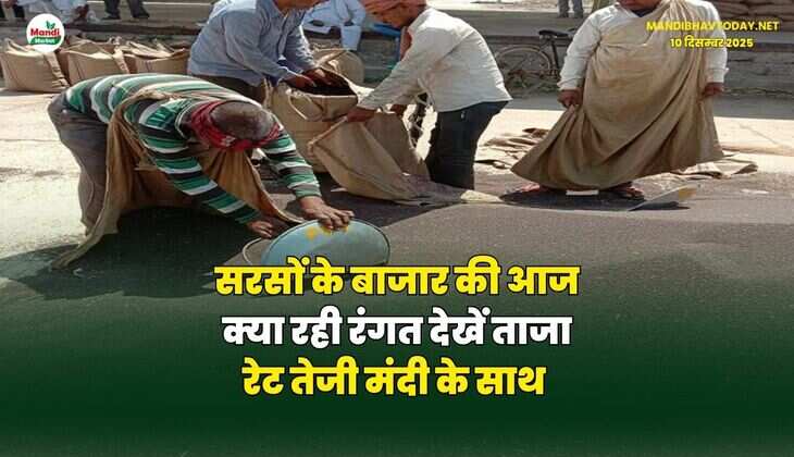 सरसों के बाजार की आज क्या रही रंगत | देखें ताजा रेट तेजी मंदी के साथ