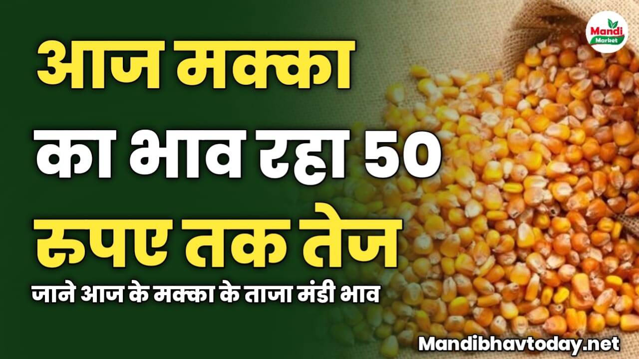 आज मक्का का भाव रहा 50 रुपए तक तेज | जाने आज के मक्का के ताजा मंडी भाव