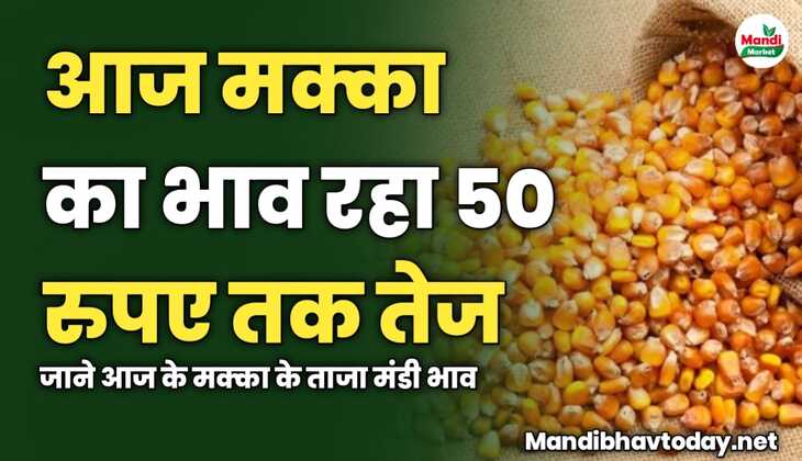 आज मक्का का भाव रहा 50 रुपए तक तेज | जाने आज के मक्का के ताजा मंडी भाव 