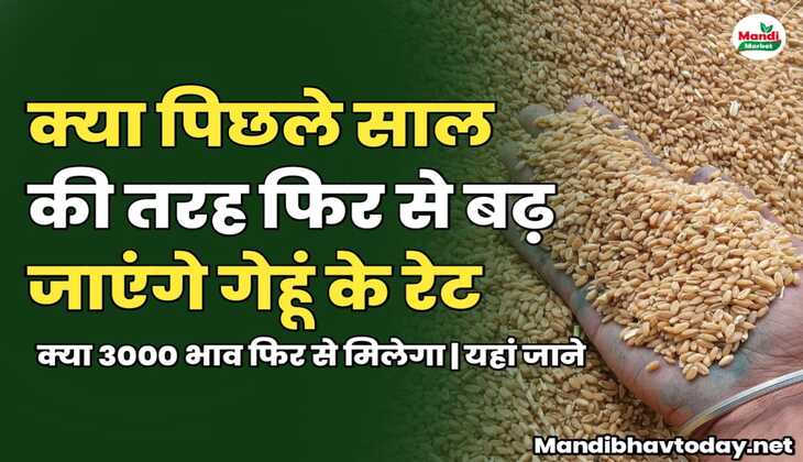 क्या पिछले साल की तरह फिर से बढ़ जाएंगे गेहूं के रेट | क्या 3000 भाव फिर से मिलेगा | यहां जाने