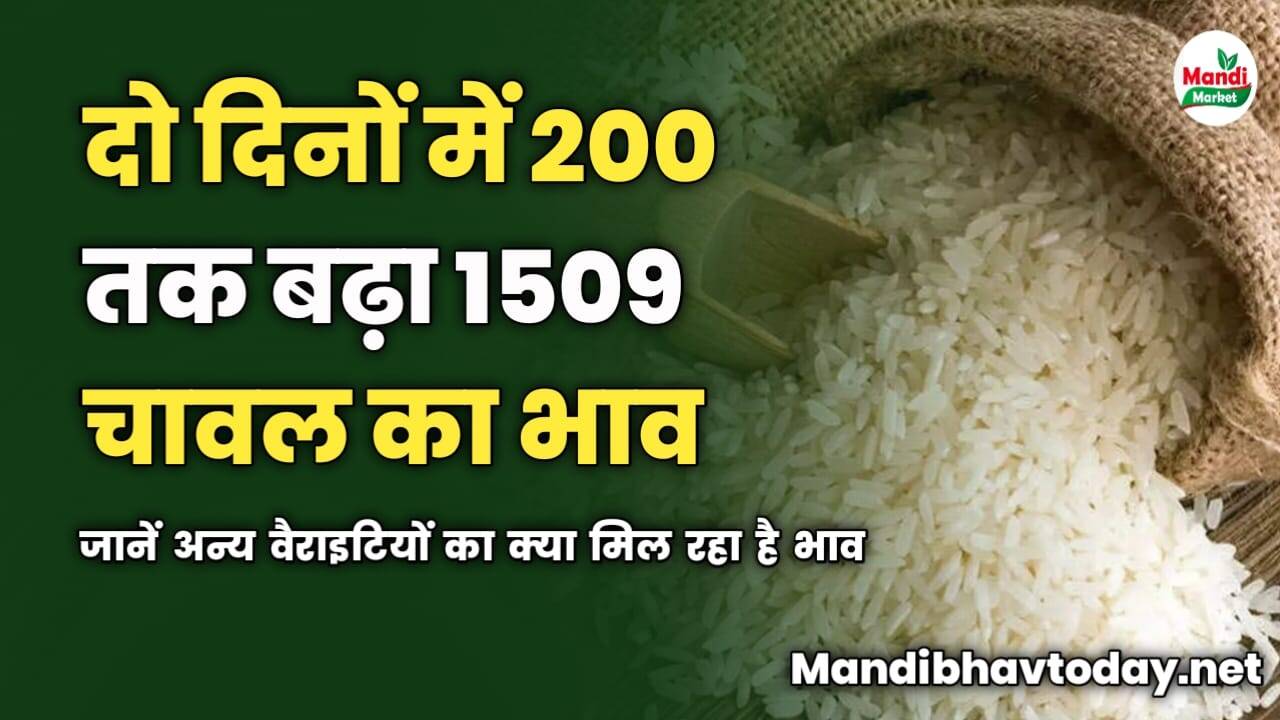 दो दिनों में 200 रुपये तक बढ़ा 1509 चावल का भाव | जानें अन्य वैराइटियों का क्या मिल रहा है भाव
