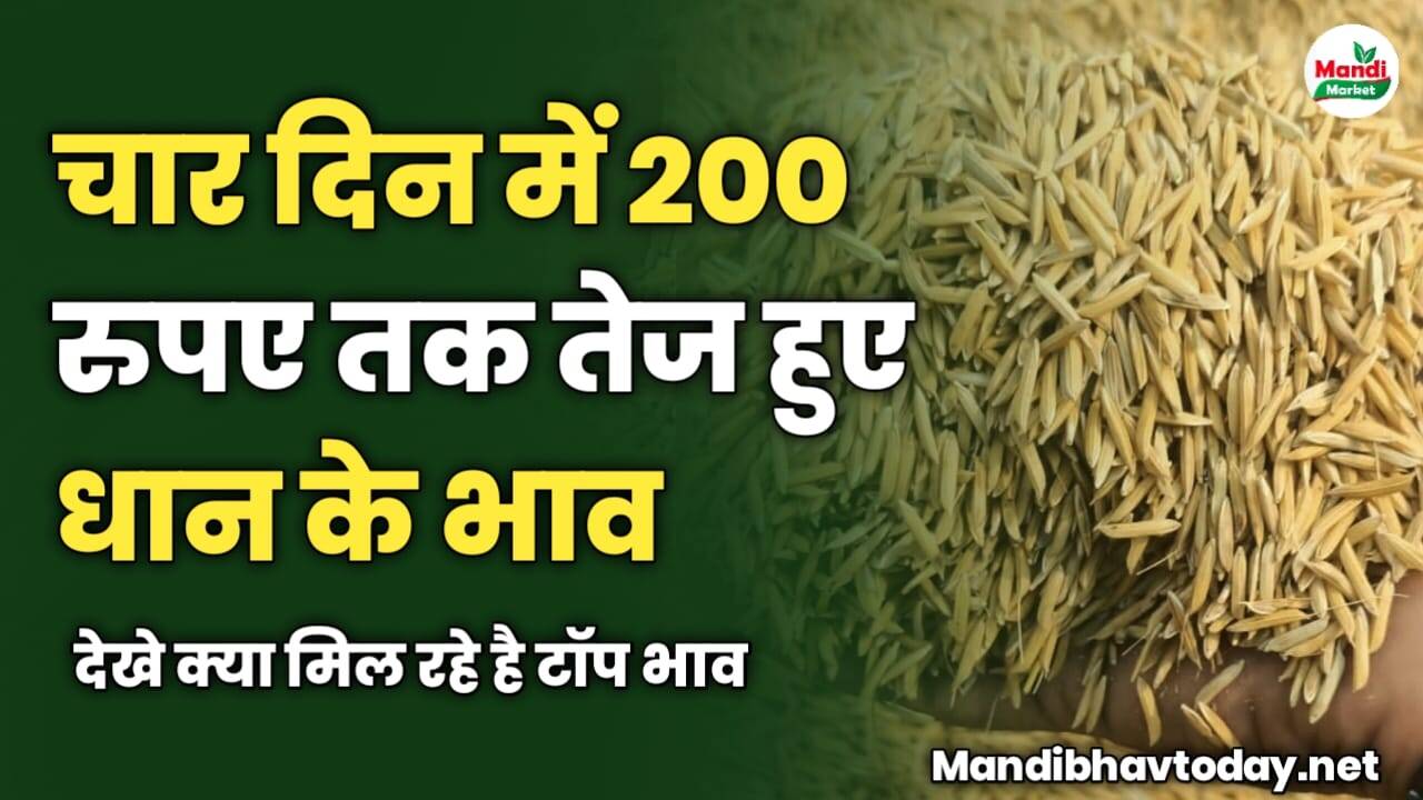 चार दिन में 200 रुपए तक तेज हुए धान के भाव | देखे क्या मिल रहे है टॉप भाव