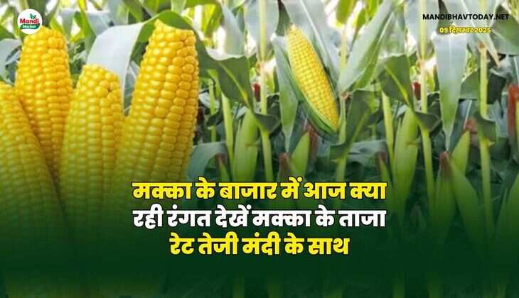 मक्का के बाजार में आज क्या रही रंगत | देखें मक्का के ताजा रेट तेजी मंदी के साथ