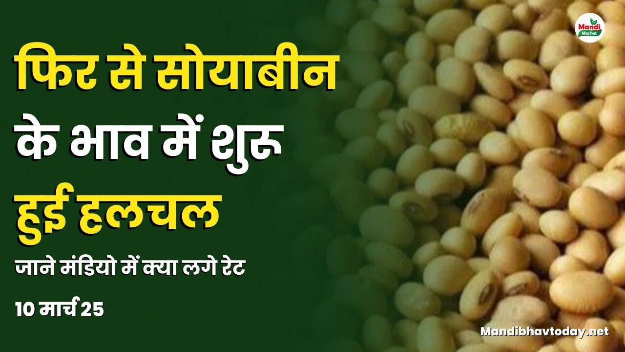 फिर से सोयाबीन के भाव में शुरू हुई हलचल | जाने मंडियो में क्या लगे रेट