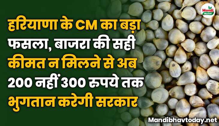 हरियाणा के CM का बड़ा फसला, बाजरा की सही कीमत न मिलने से अब 200 नहीं 300 रुपये तक भुगतान करेगी सरकार 