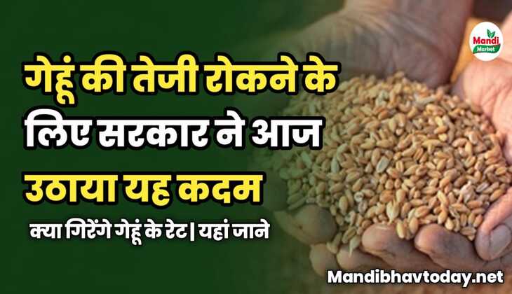 गेहूं की तेजी रोकने के लिए सरकार ने आज उठाया यह कदम | क्या गिरेंगे गेहूं के रेट | यहां जाने