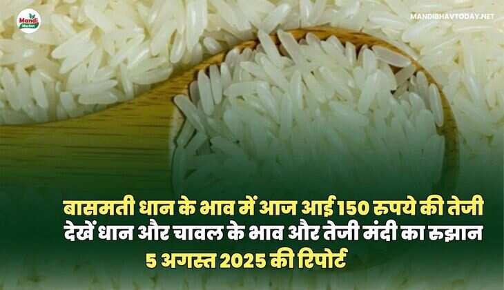मंडी 
