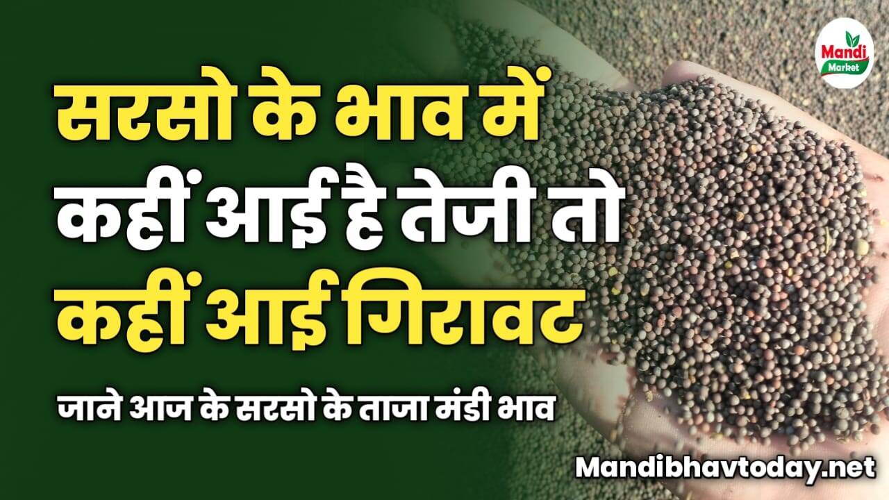 सरसो के भाव में कहीं आई है तेजी तो कहीं आई गिरावट | जाने आज के सरसो के ताजा मंडी भाव