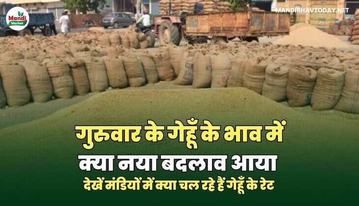 गेहूँ images