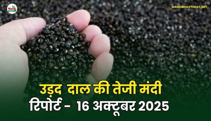 उड़द दाल की तेजी मंदी रिपोर्ट - 16 अक्टूबर 2025