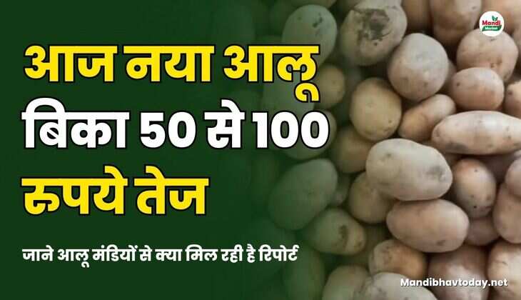 आज नया आलू बिका 100 रुपये तेज | जाने आलू मंडियों से क्या मिल रही है रिपोर्ट