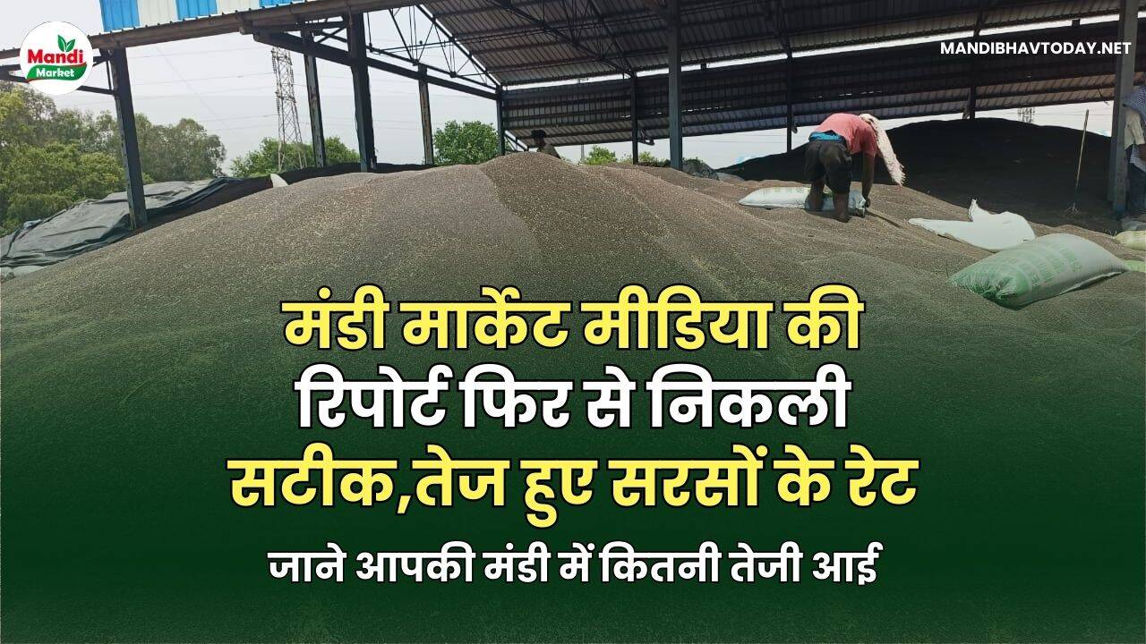 मंडी मार्केट मीडिया की रिपोर्ट फिर से निकली सटीक | तेज हुए सरसों के रेट | जाने आपकी मंडी में कितनी तेजी आई