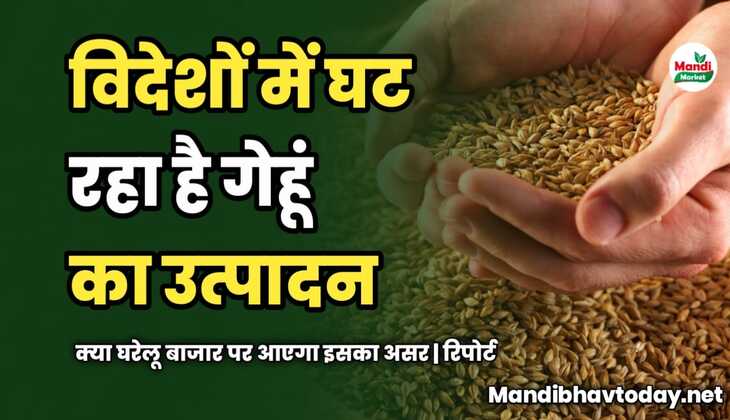 विदेशों में घट रहा है गेहूं का उत्पादन | क्या घरेलू बाजार पर आएगा इसका असर | रिपोर्ट