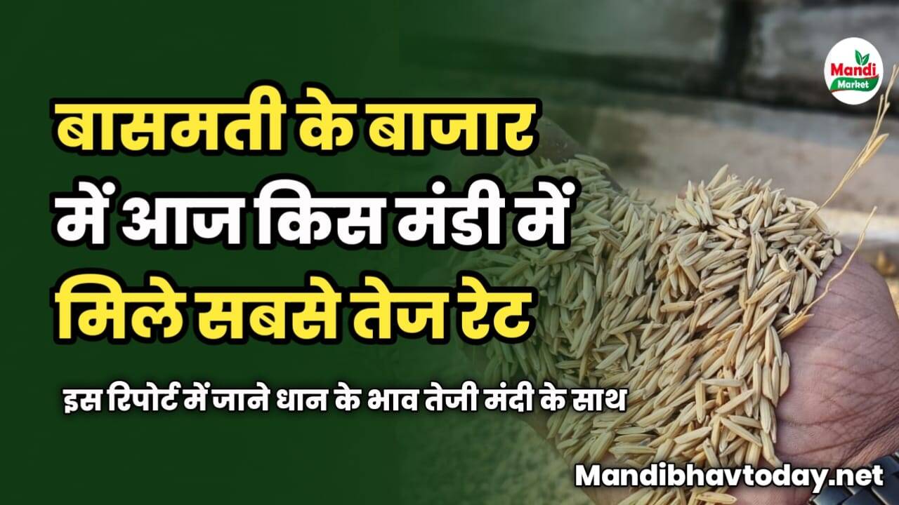 बासमती के बाजार में आज किस मंडी में मिले सबसे तेज रेट | इस रिपोर्ट में जाने | धान के भाव तेजी मंदी के साथ