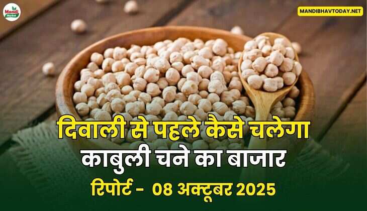 दिवाली से पहले कैसे चलेगा काबुली चने का बाजार