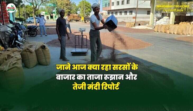 जाने आज क्या रहा सरसों के बाजार का ताजा रूझान और तेजी मंदी रिपोर्ट