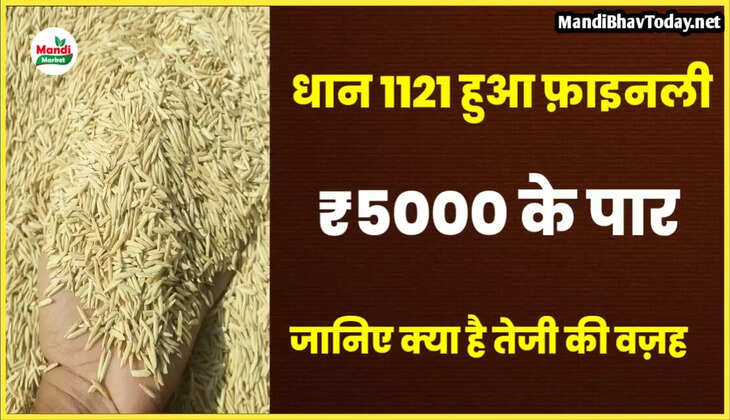 धान 1121 हुआ ₹5000 के पार | जानिए क्या है वज़ह - रिपोर्ट