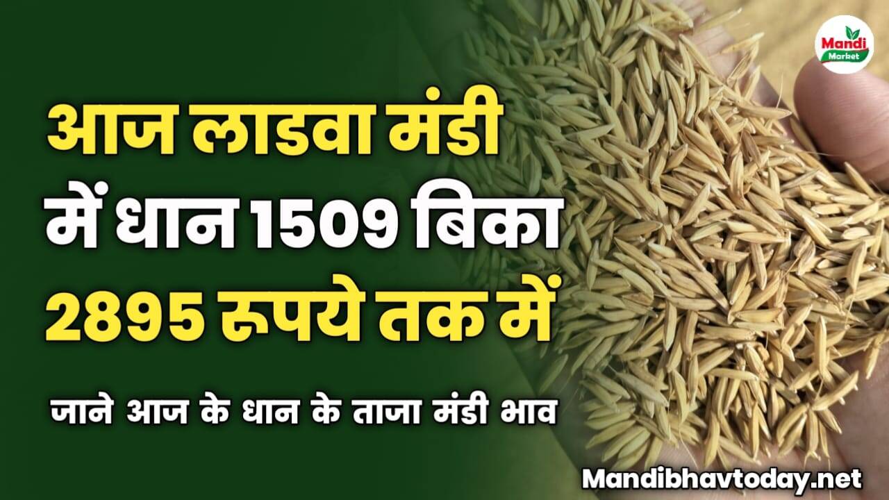 आज लाडवा मंडी में धान 1509 बिका 2895 रूपये में | जाने आज के धान के ताजा मंडी भाव 