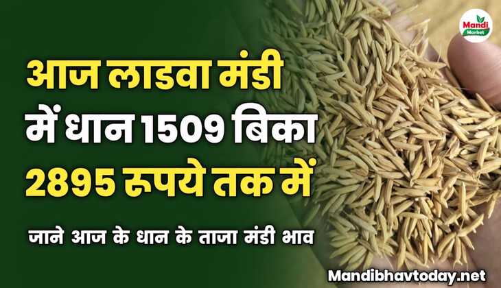 आज लाडवा मंडी में धान 1509 बिका 2895 रूपये में | जाने आज के धान के ताजा मंडी भाव 