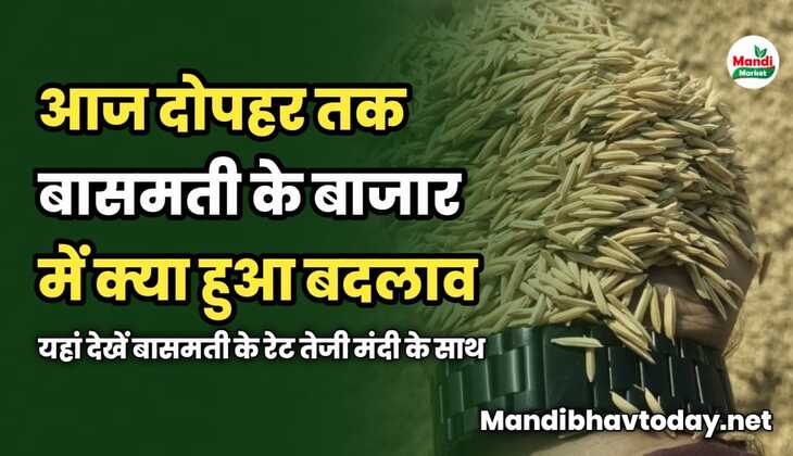 आज दोपहर तक बासमती के बाजार में क्या हुआ बदलाव | यहां देखें बासमती के रेट तेजी मंदी के साथ