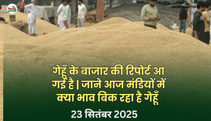 गेहूँ के बाजार की रिपोर्ट आ गई है | जाने आज मंडियों में क्या भाव बिक रहा है गेहूँ