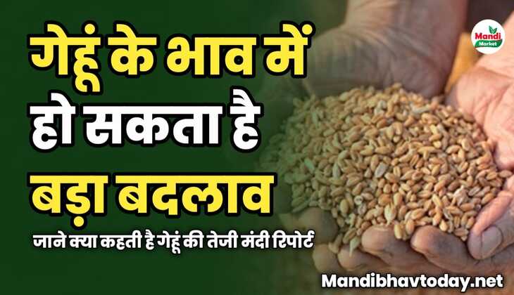 गेहूं के भाव में हो सकता है बड़ा बदलाव | जाने क्या कहती है गेहूं की तेजी मंदी रिपोर्ट