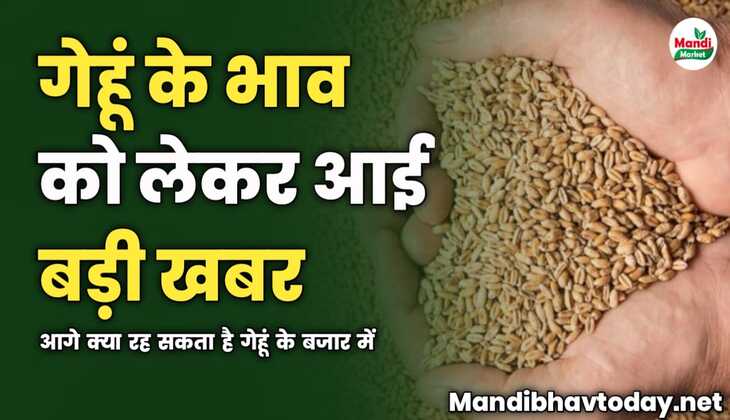 गेहूं के भाव को लेकर आई बड़ी खबर | आगे क्या रह सकता है गेहूं के बजार में 