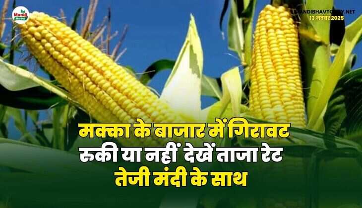 मक्का के बाजार में गिरावट रुकी या नहीं | देखें ताजा रेट तेजी मंदी के साथ