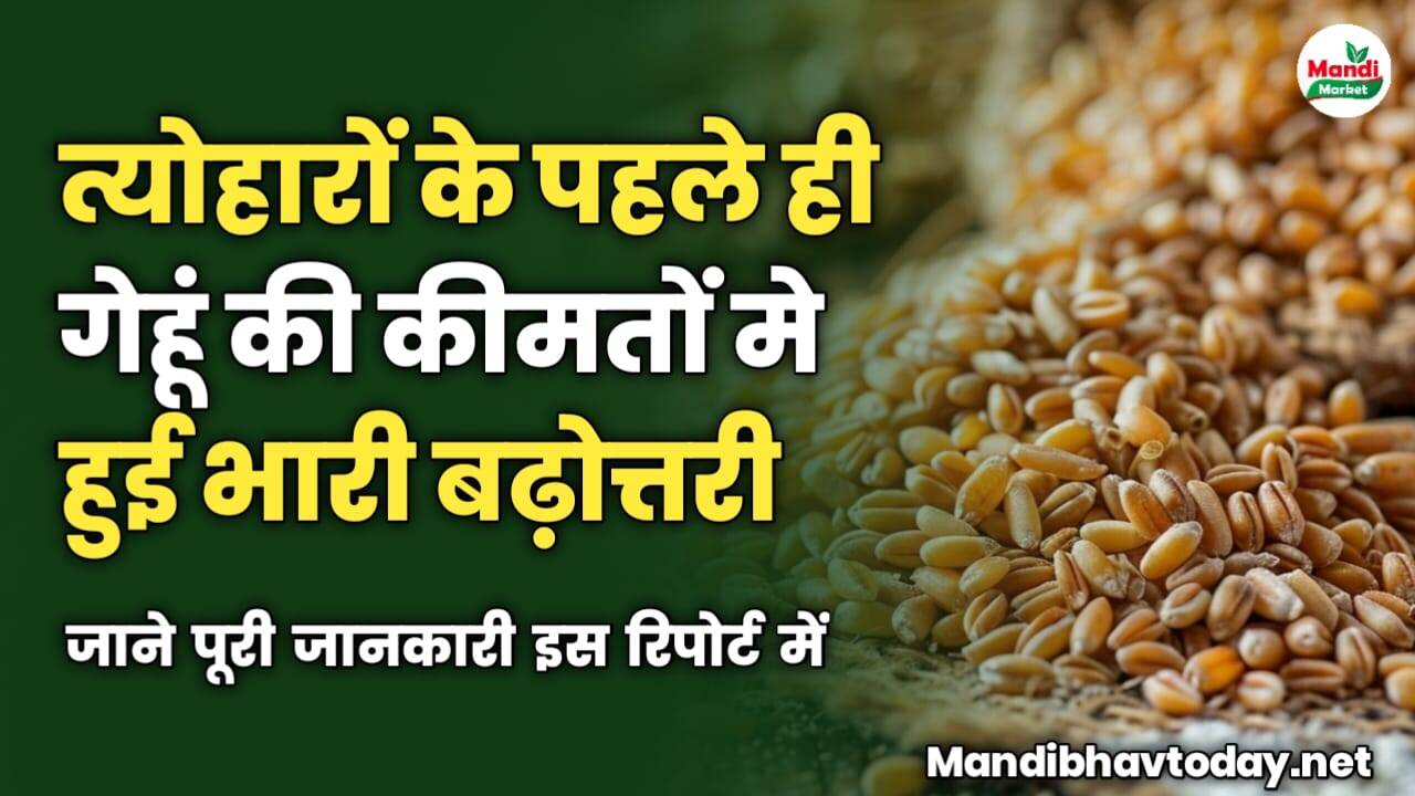 त्योहारों के पहले ही गेहूं की कीमतों मे हुई भारी बढ़ोत्तरी | जाने पूरी जानकारी इस रिपोर्ट में