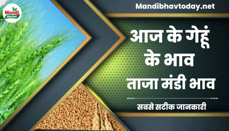 देखें आज के गेहूं/कनक के लाइव रेट wheat kanak gehu Live Rate Today 23 Feb 2023