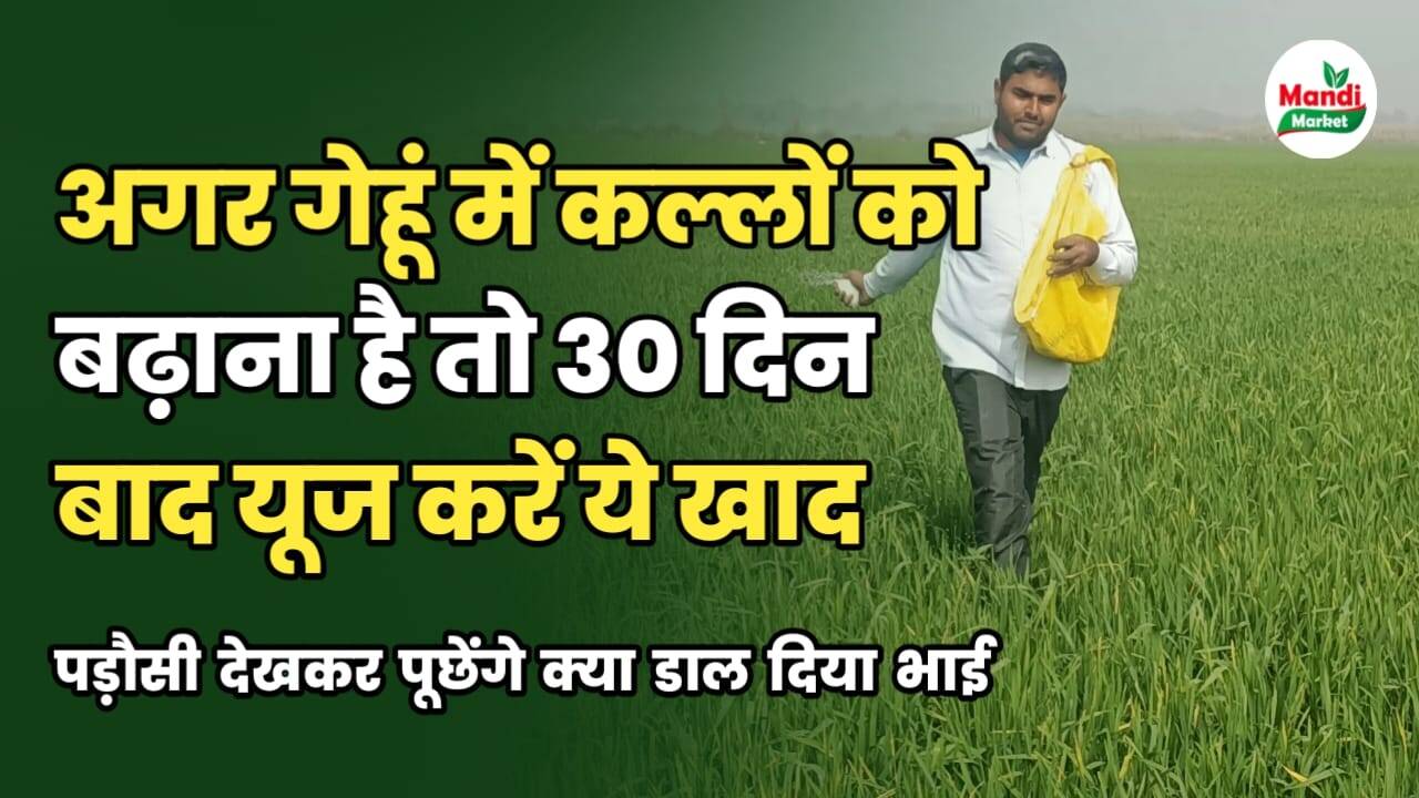 अगर गेहूं में कल्लों की संख्या बढ़ानी है तो 30 दिन बाद करें इस खाद का उपयोग, जानें डिटेल इस रिपोर्ट में।