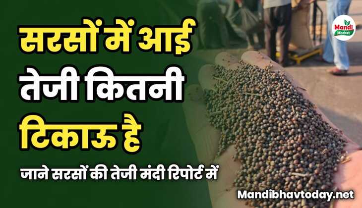 सरसों की तेजी कितनी टिकाऊ | जाने सरसों की तेजी मंदी रिपोर्ट में