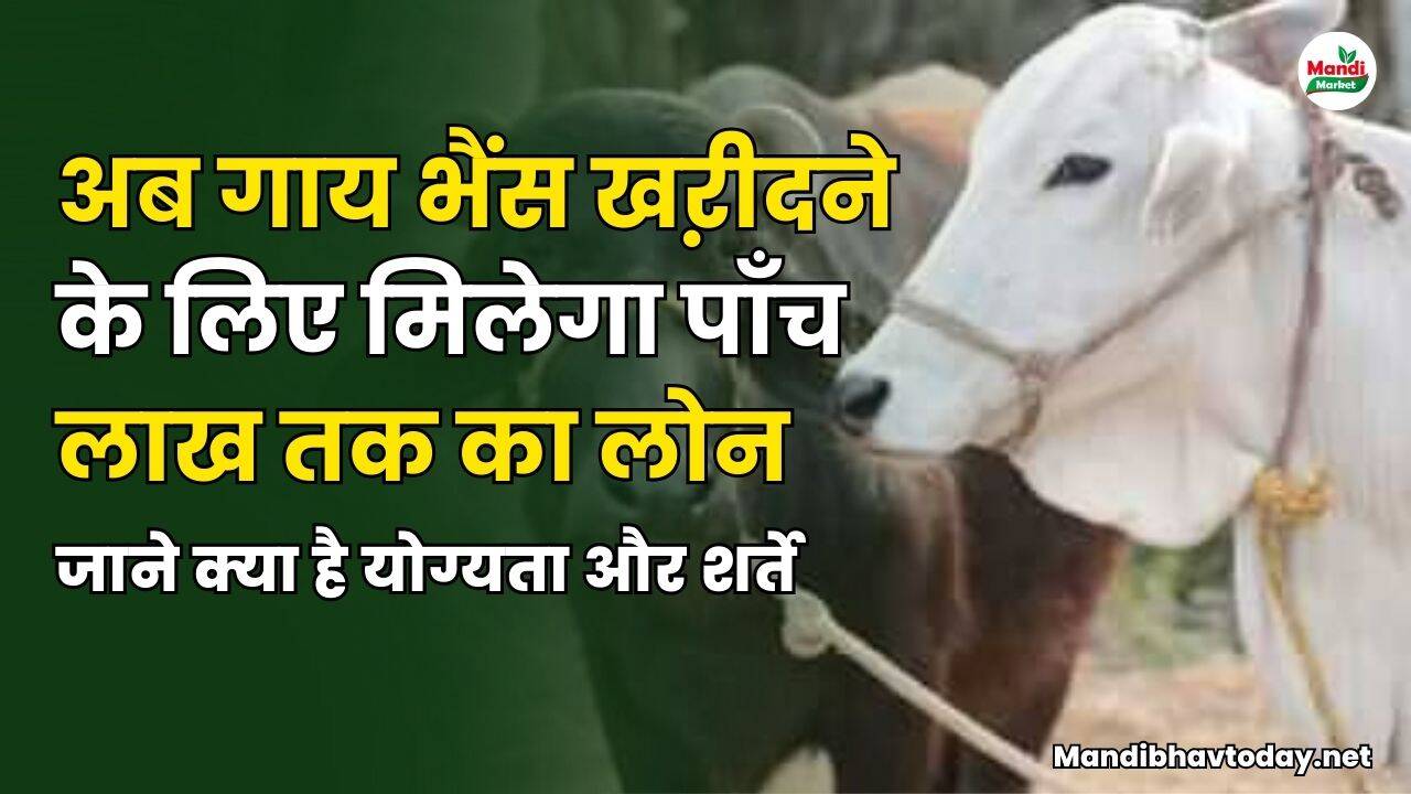 अब गाय भैंस खऱीदने के लिए मिलेगा 5 लाख तक का लोन | जाने क्या है योग्यता और शर्ते