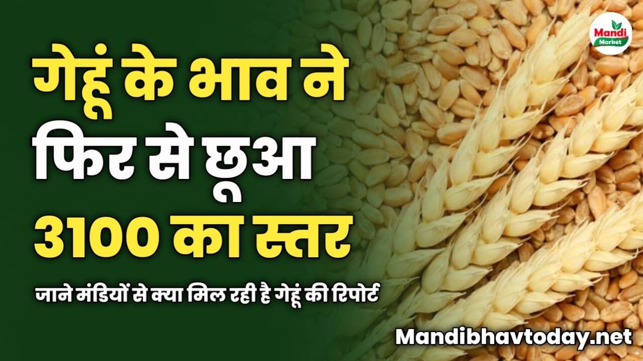 गेहूं के भाव ने फिर से छूआ 3100 का स्तर | जाने मंडियों से क्या मिल रही है गेहूं की रिपोर्ट