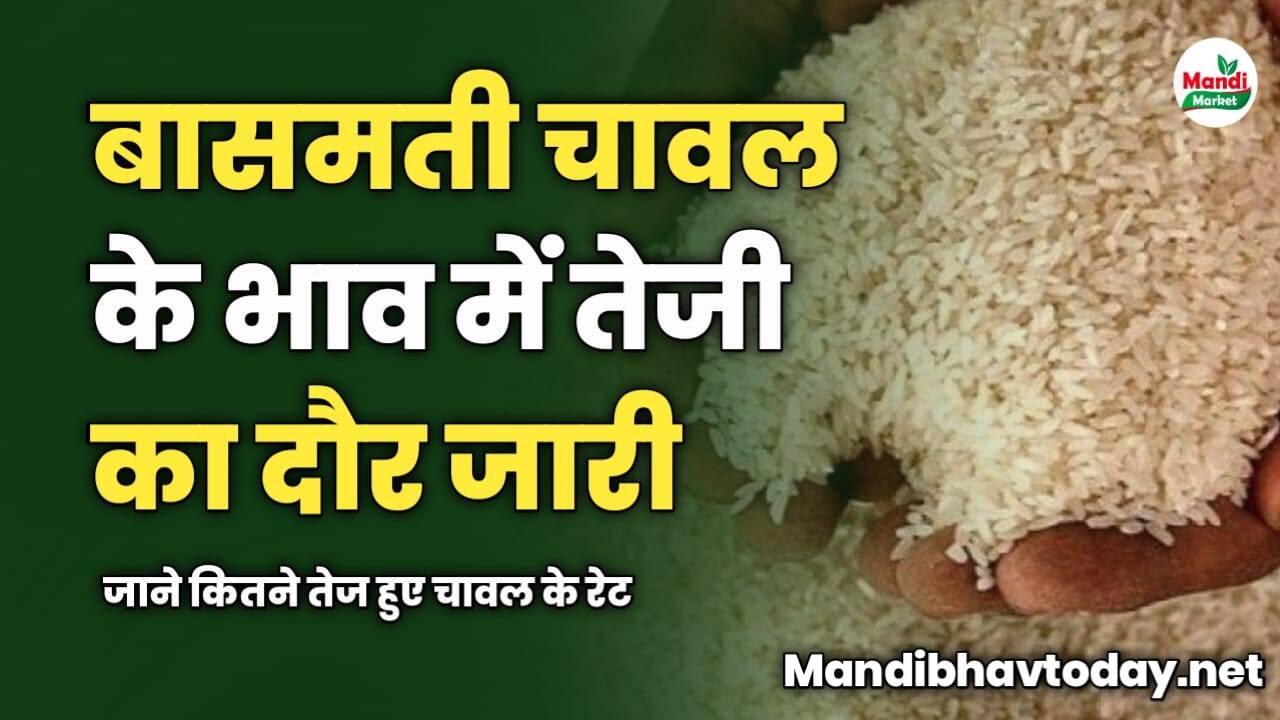 बासमती चावल के भाव में तेजी का दौर जारी | जाने कितने तेज हुए चावल के रेट